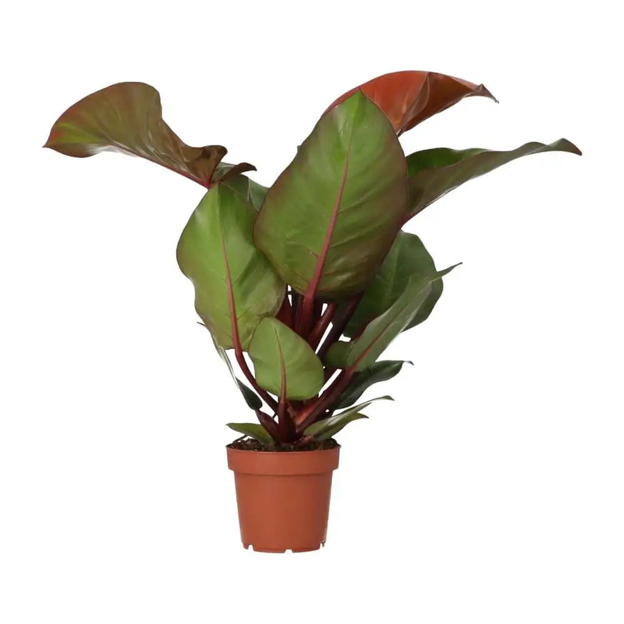 Buy Philodendron 'Sunlight' online