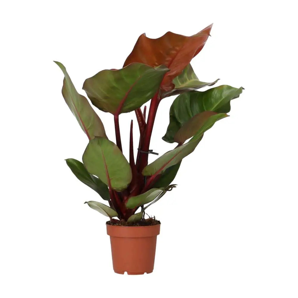 Buy Philodendron 'Sunlight' online