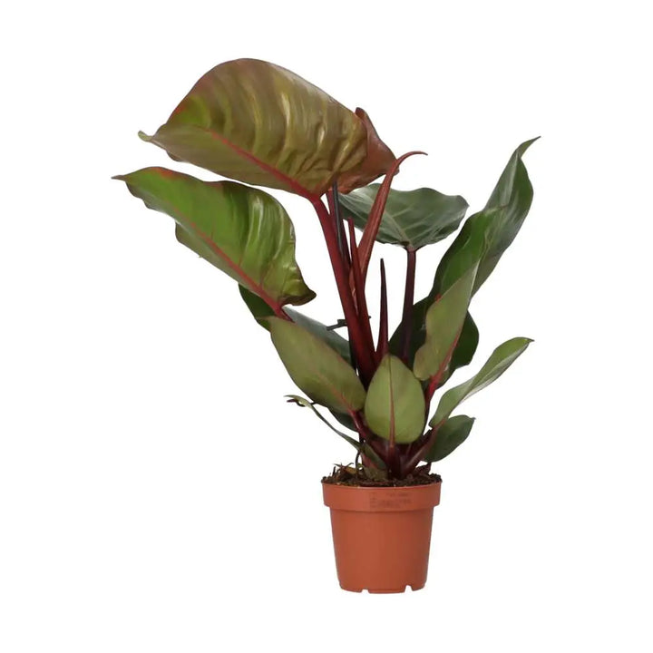 Buy Philodendron 'Sunlight' online