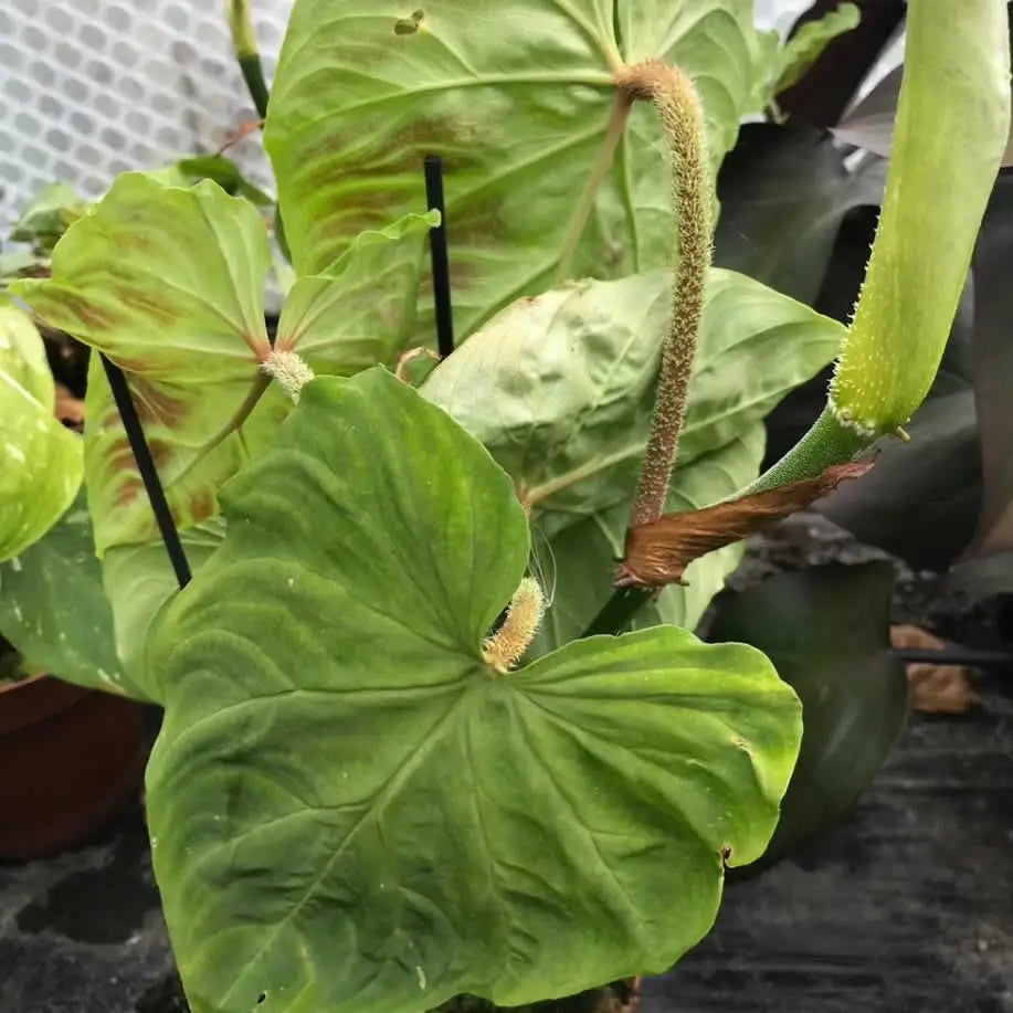 Buy Philodendron verrucosum online