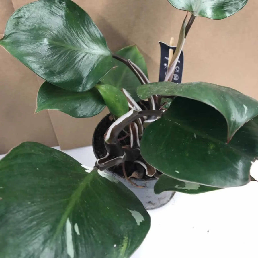 Buy Philodendron 'White Knight' (PPL511L) Online at £28.49 from Reptile Centre