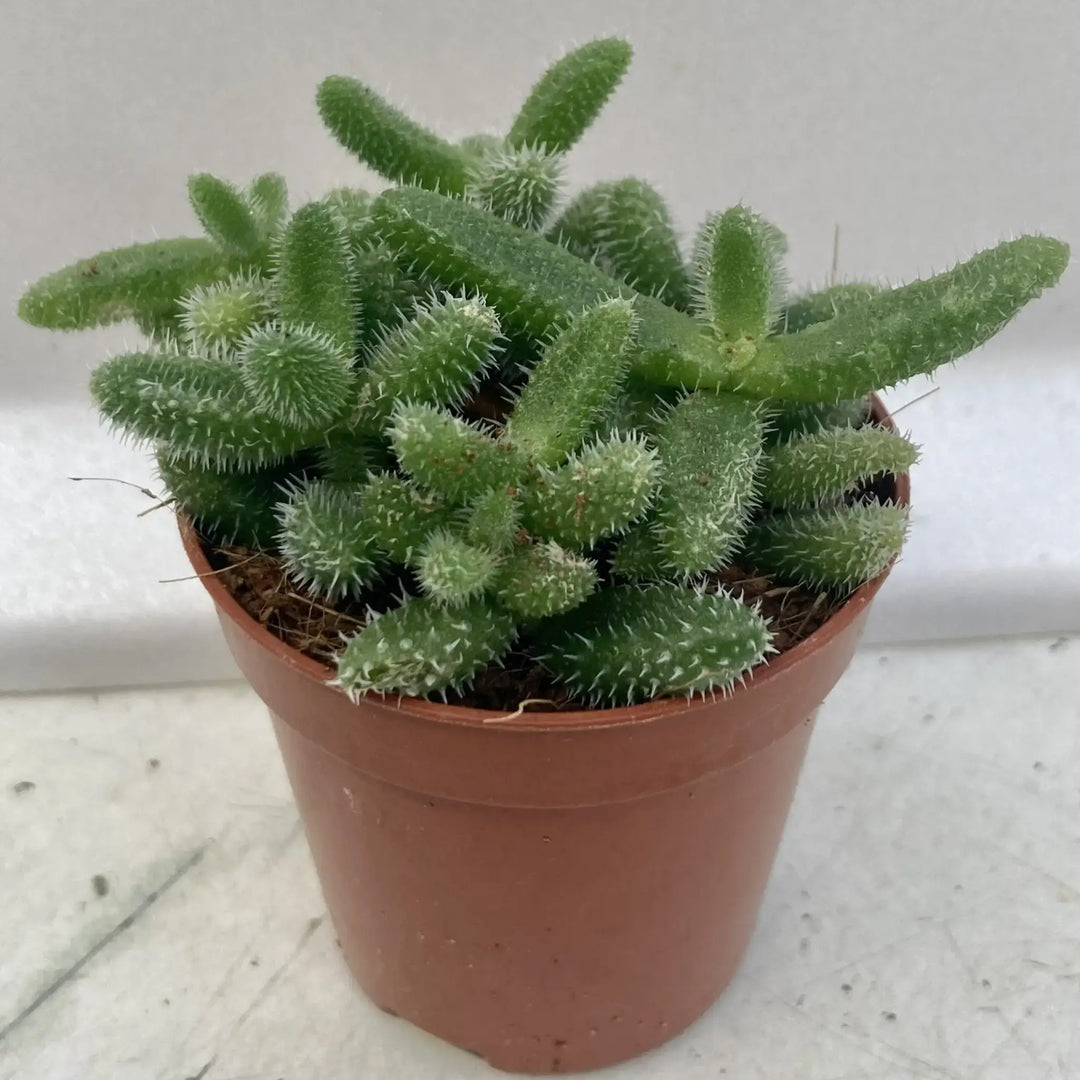 Pickle Plant (Delosperma echinatum)