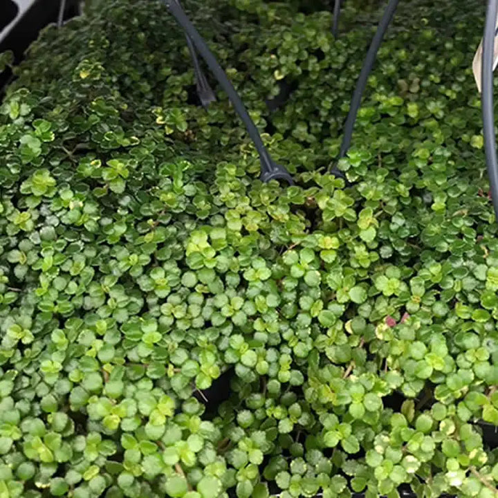 Buy Pilea pinokkio online