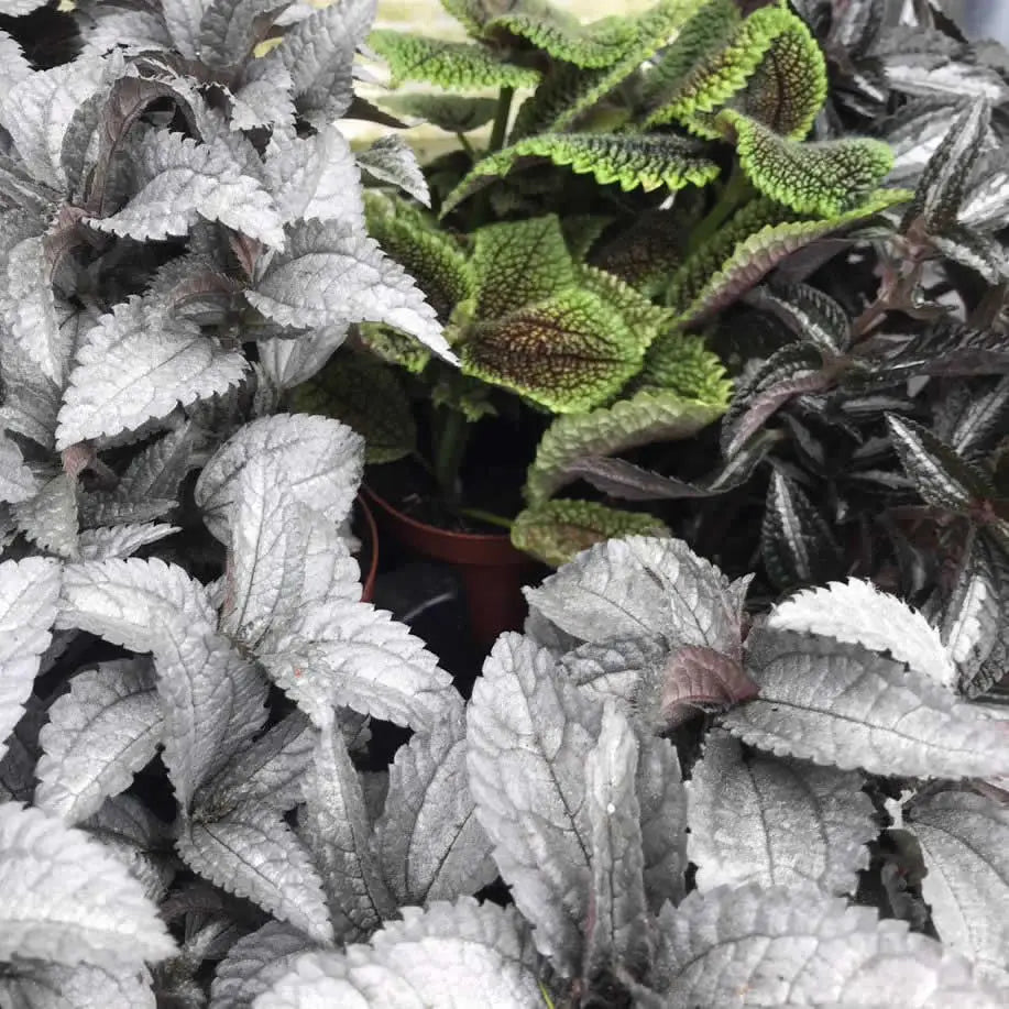 Buy Pilea pinokkio online