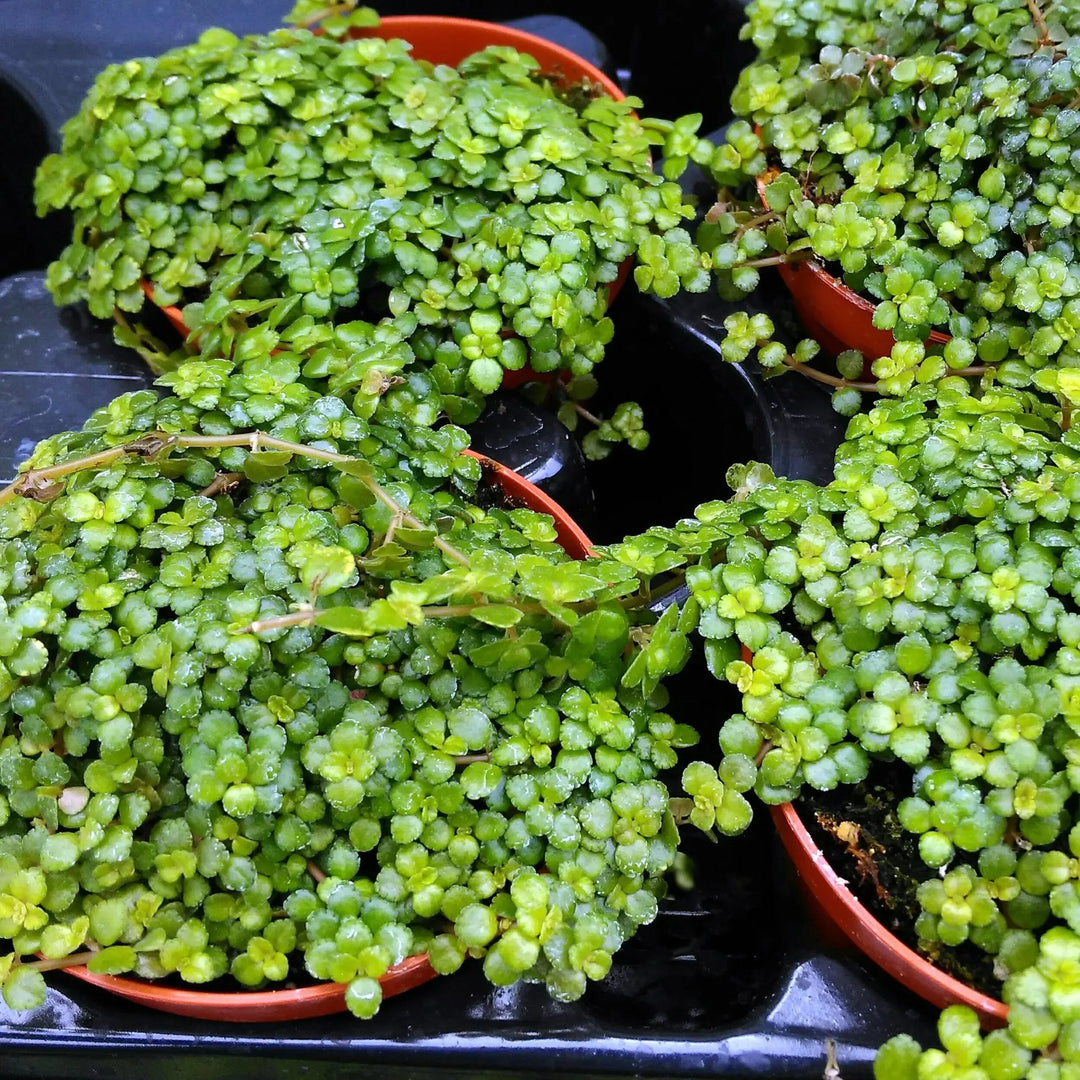 Buy Pilea pinokkio online