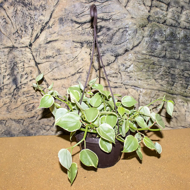 Buy Pilea sp. (PPL241) Online at £18.99 from Reptile Centre