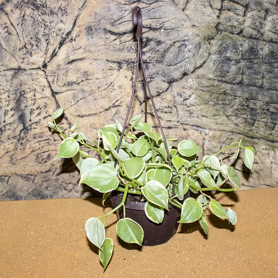 Buy Pilea sp. online