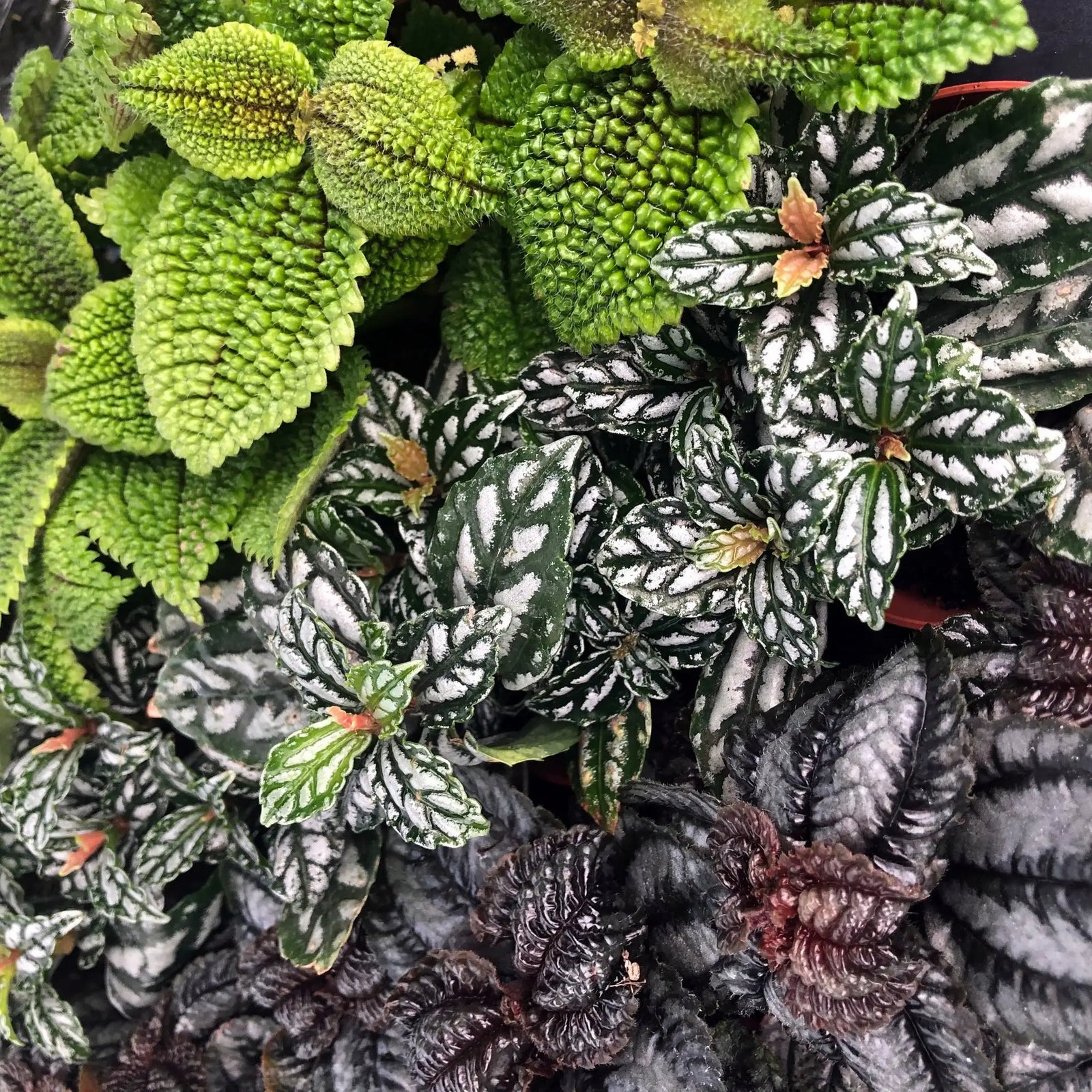 Buy Pilea sp. online