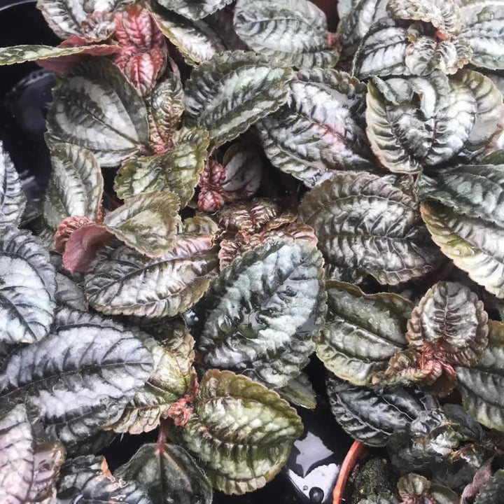 Buy Pilea sp. (PPL245M) Online at £4.74 from Reptile Centre