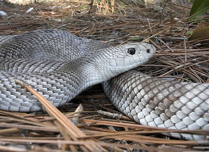 Pine Snake Setup