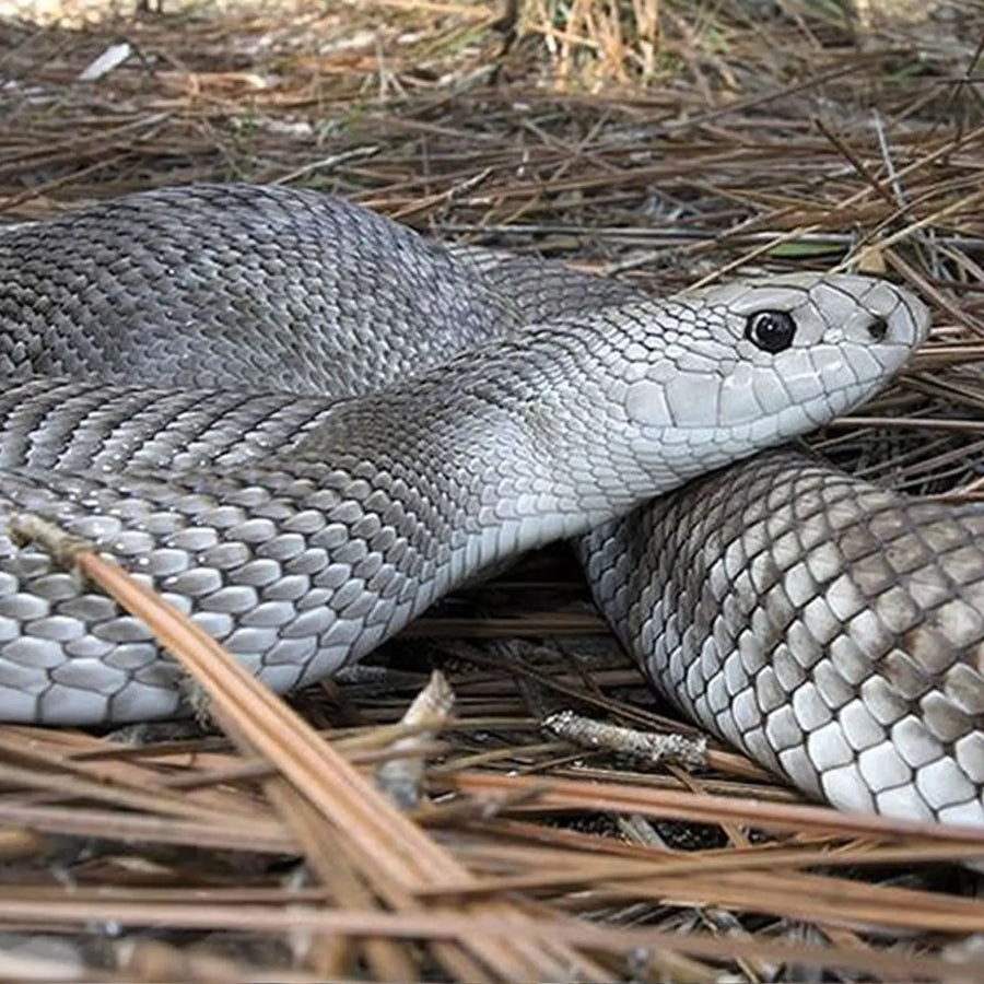 Pine Snake Setup