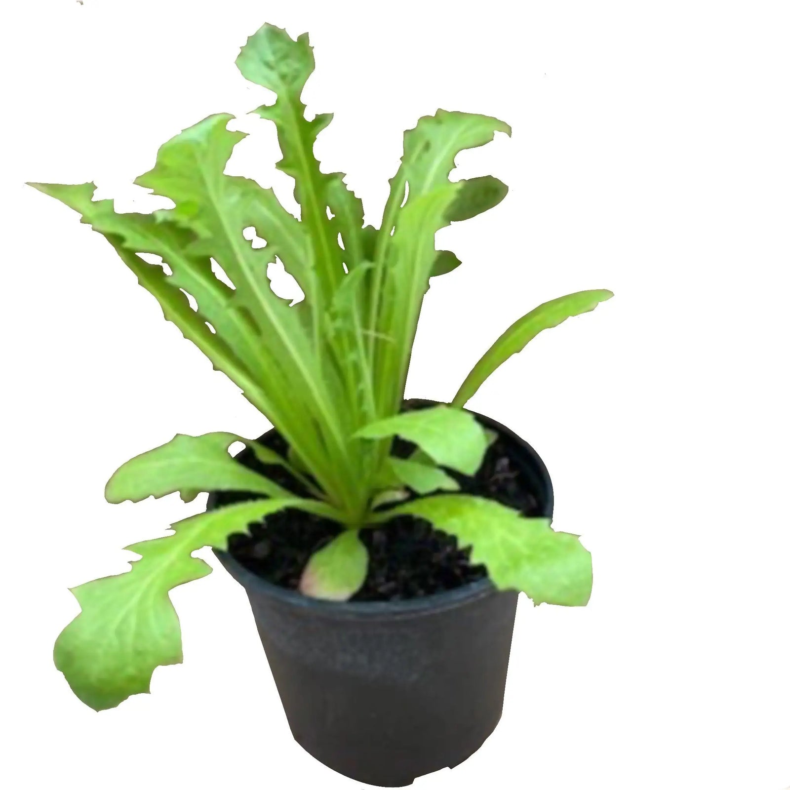 Buy Pink Hawk's Beard (Crepis rubra) online