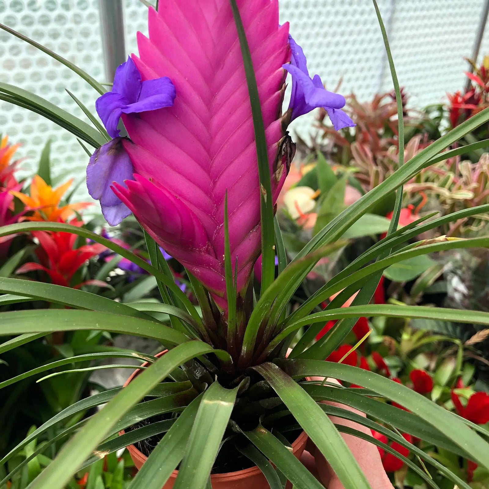 Buy Pink Quill Bromeliad (Tillandsia cyanea) online