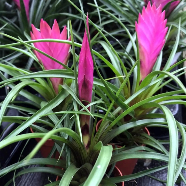 Buy Pink Quill Bromeliad (Tillandsia cyanea) (PPL223S) Online at £7.59 from Reptile Centre