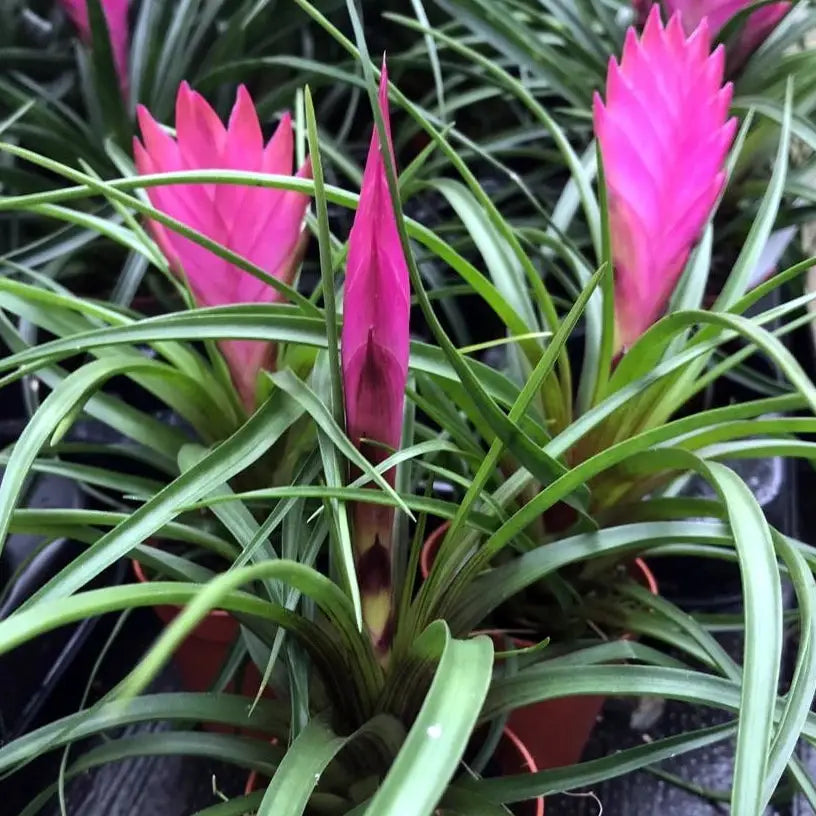 Buy Pink Quill Bromeliad (Tillandsia cyanea) online
