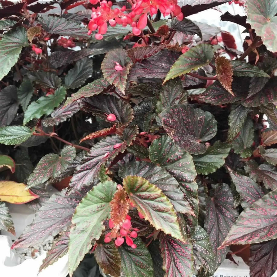 Buy Pink Spot Begonia (Begonia sp.) (PPL479L) Online at £18.04 from Reptile Centre
