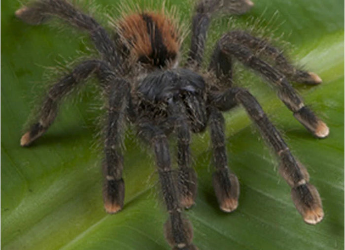 Pinktoe Tarantula Setup