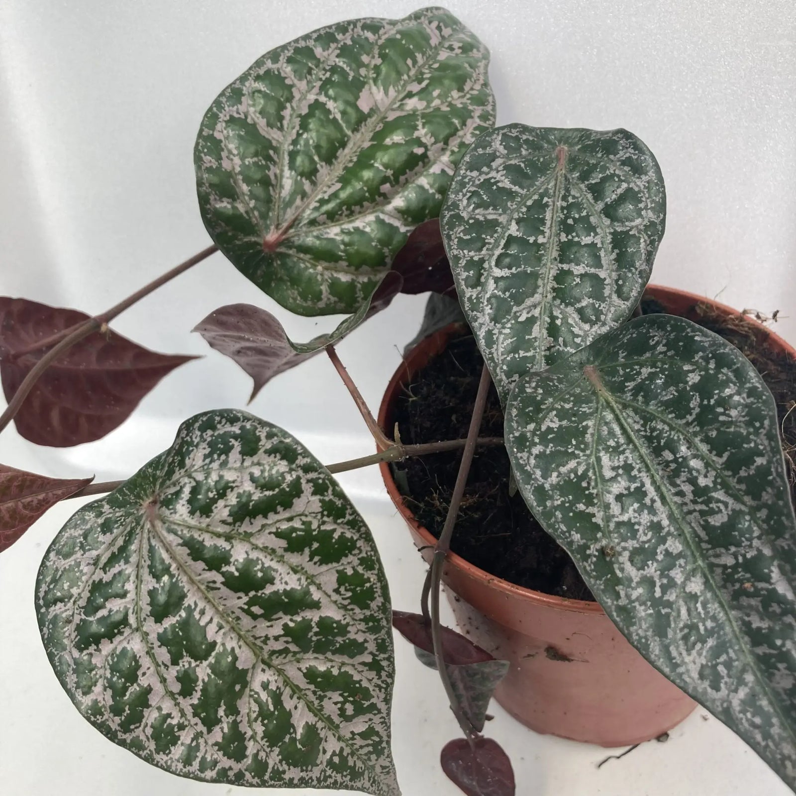 Buy Piper Plant (Piper ornatum) 'Red' online
