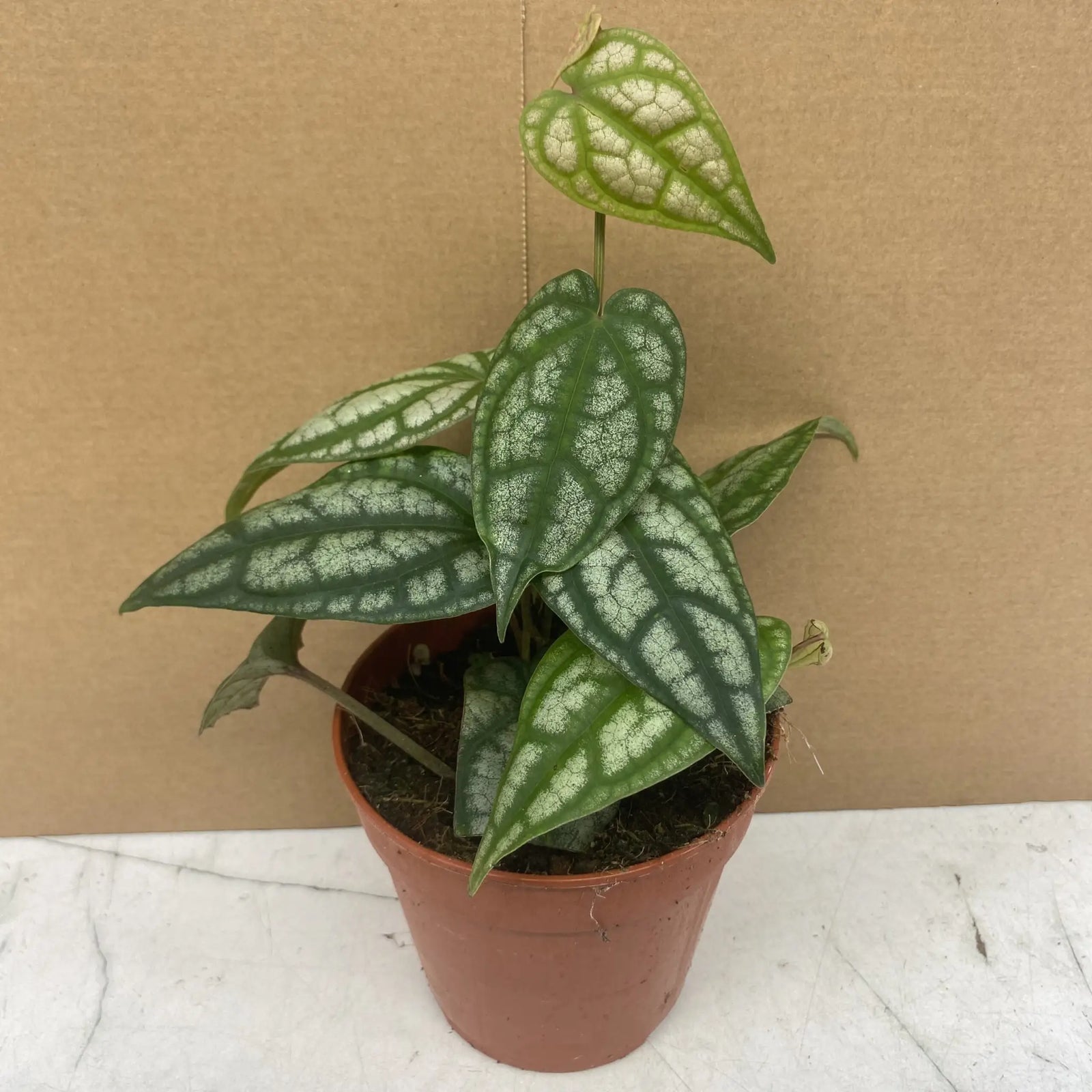 Buy Piper Plant (Piper Sylvaticum) 'Green' online