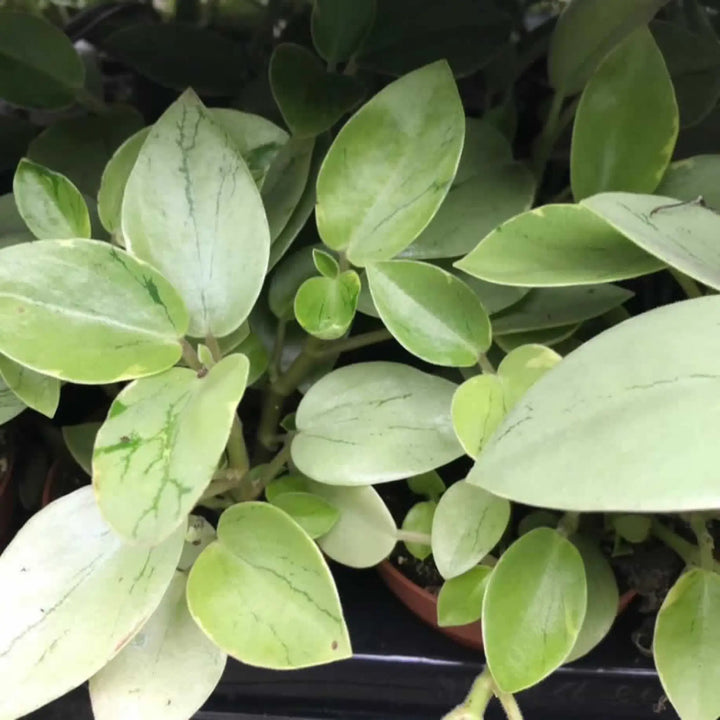 Buy Pixie Peperomia (Peperomia 'Pixie') (PPL290L) Online at £6.64 from Reptile Centre