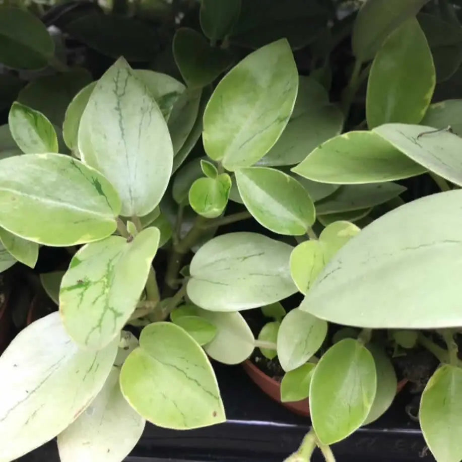 Buy Pixie Peperomia (Peperomia 'Pixie') online