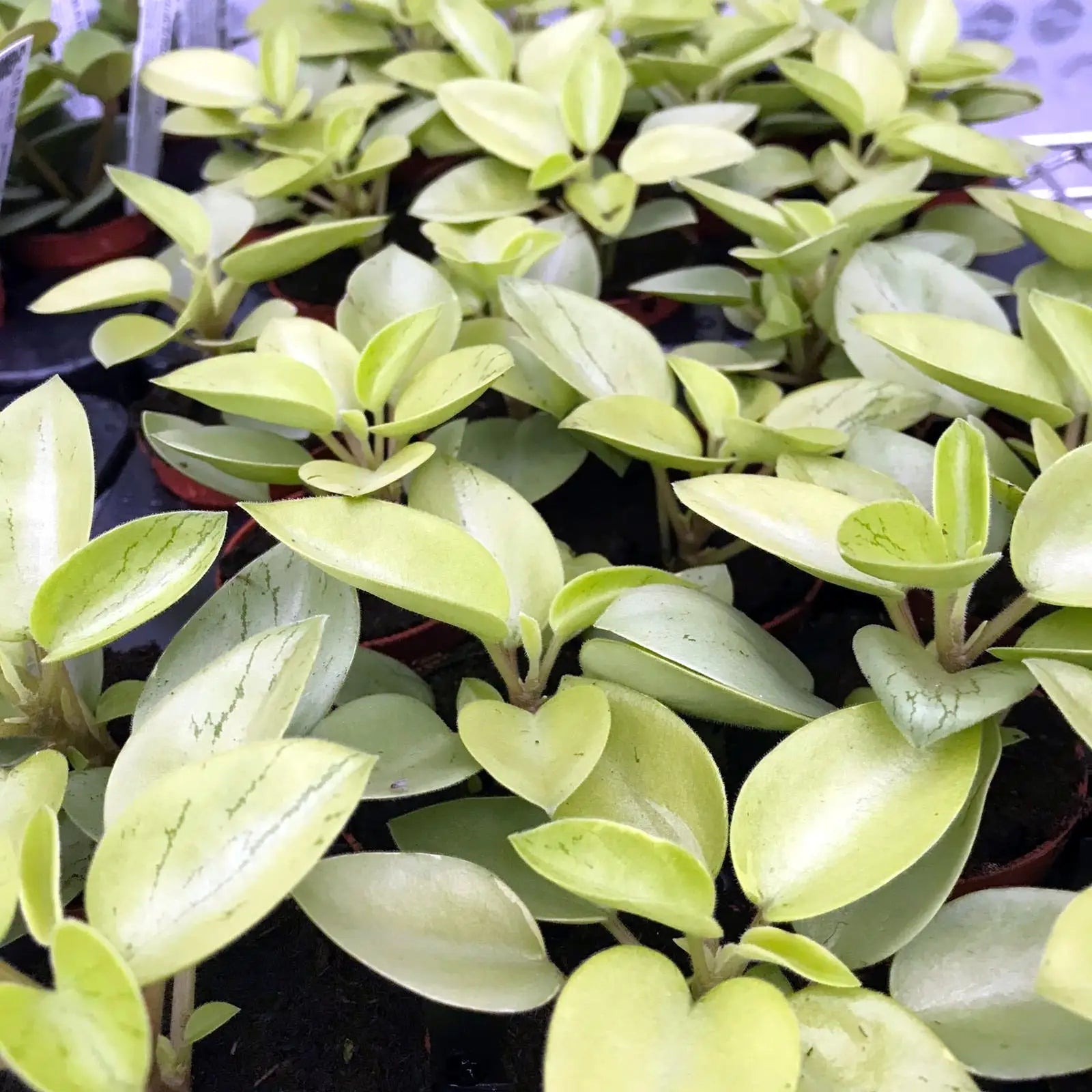 Buy Pixie Peperomia (Peperomia 'Pixie') online