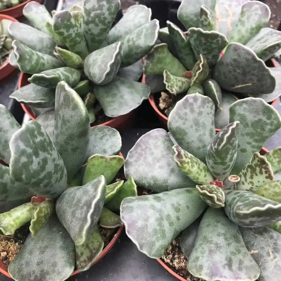 Buy Plover Eggs Plant (Adromischus cooperi) online