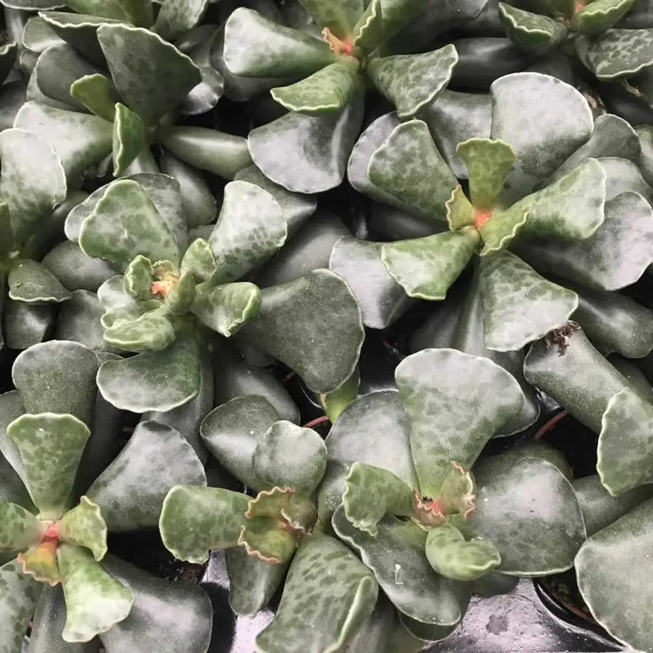 Buy Plover Eggs Plant (Adromischus cooperi) online