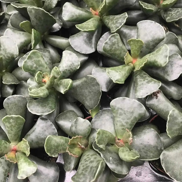 Buy Plover Eggs Plant (Adromischus cooperi) online
