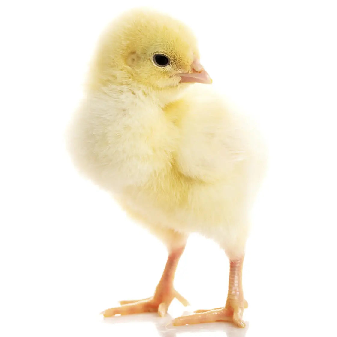 Buy PLT Frozen Chicks online