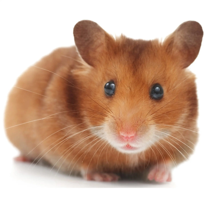 Buy PLT Frozen Dwarf Hamsters 30g+ online