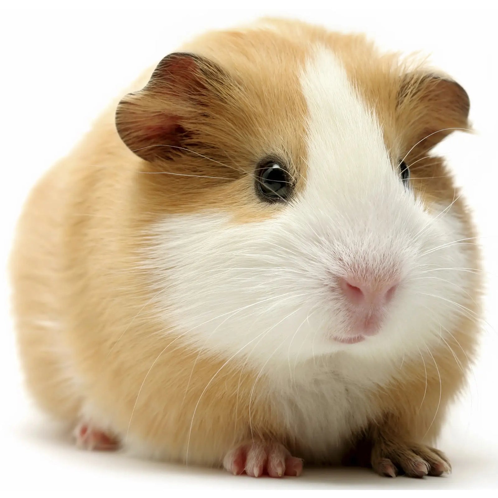 Buy PLT Frozen Guinea Pig 200g+ online