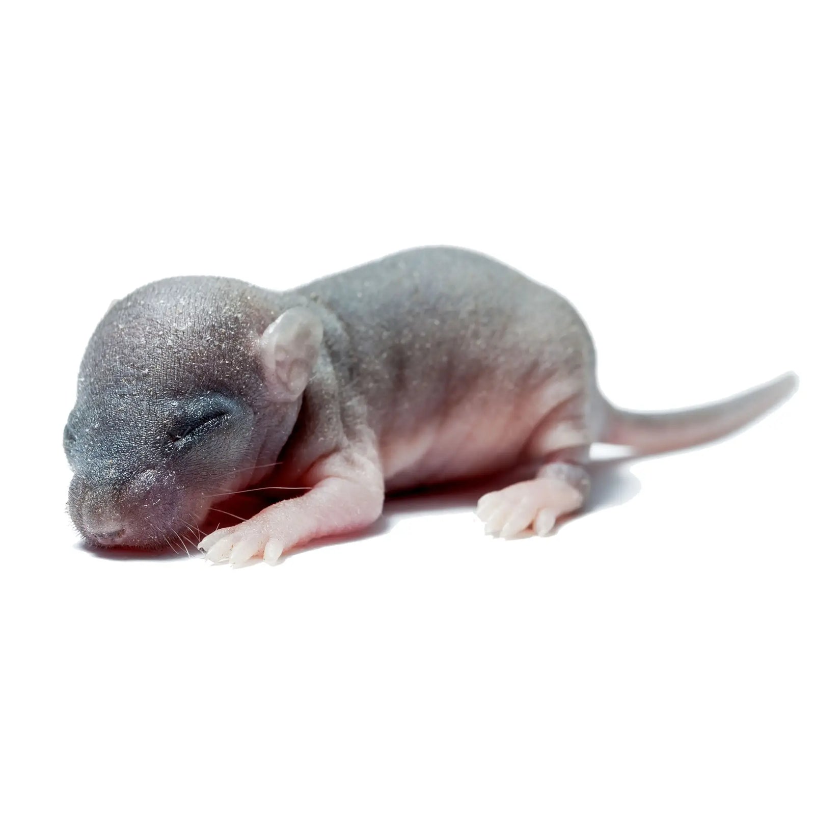 Buy PLT Frozen Mice Hoppers 6g+ online