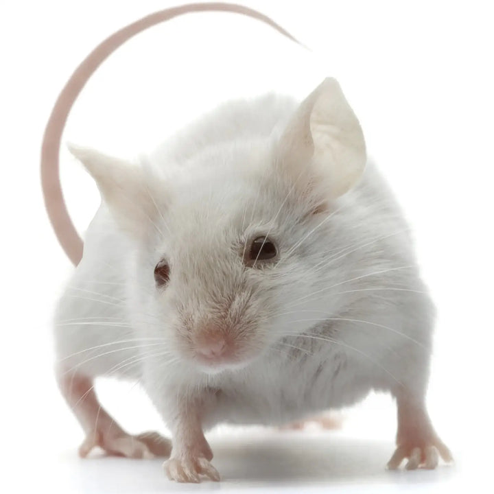 Buy PLT Frozen Mice Large 26g+ online