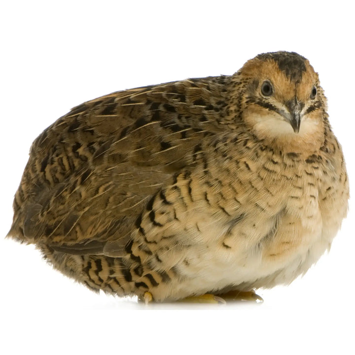 Buy PLT Frozen Quail Large 100g+ online