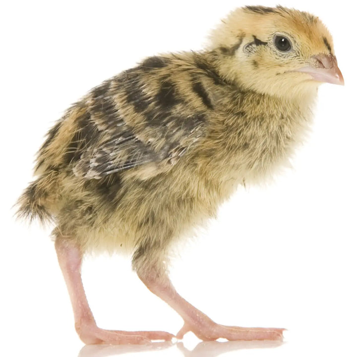 Buy PLT Frozen Quail Small 5g+ online