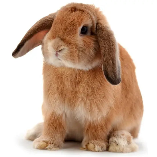 Buy PLT Frozen Rabbit 600g+ online