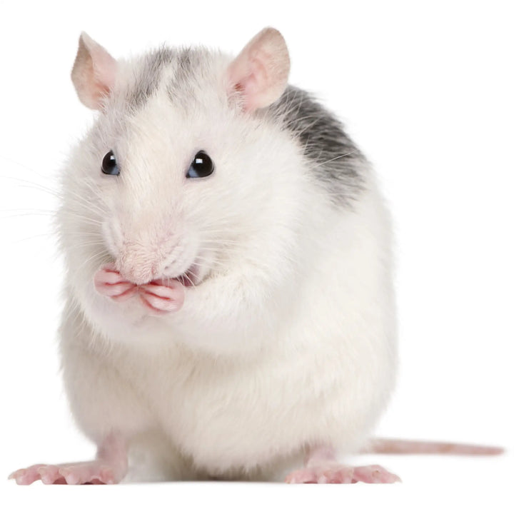 Buy PLT Frozen Rats Jumbo 350g+ online