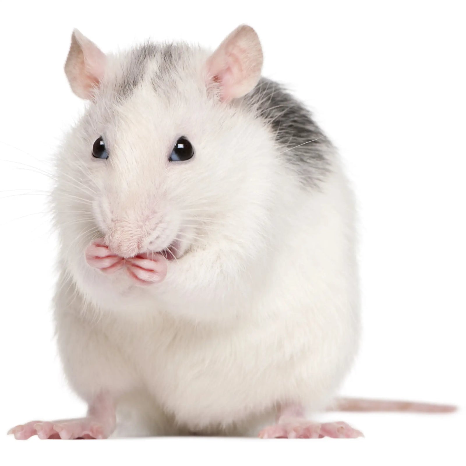 Buy PLT Frozen Rats Large 250g+ online