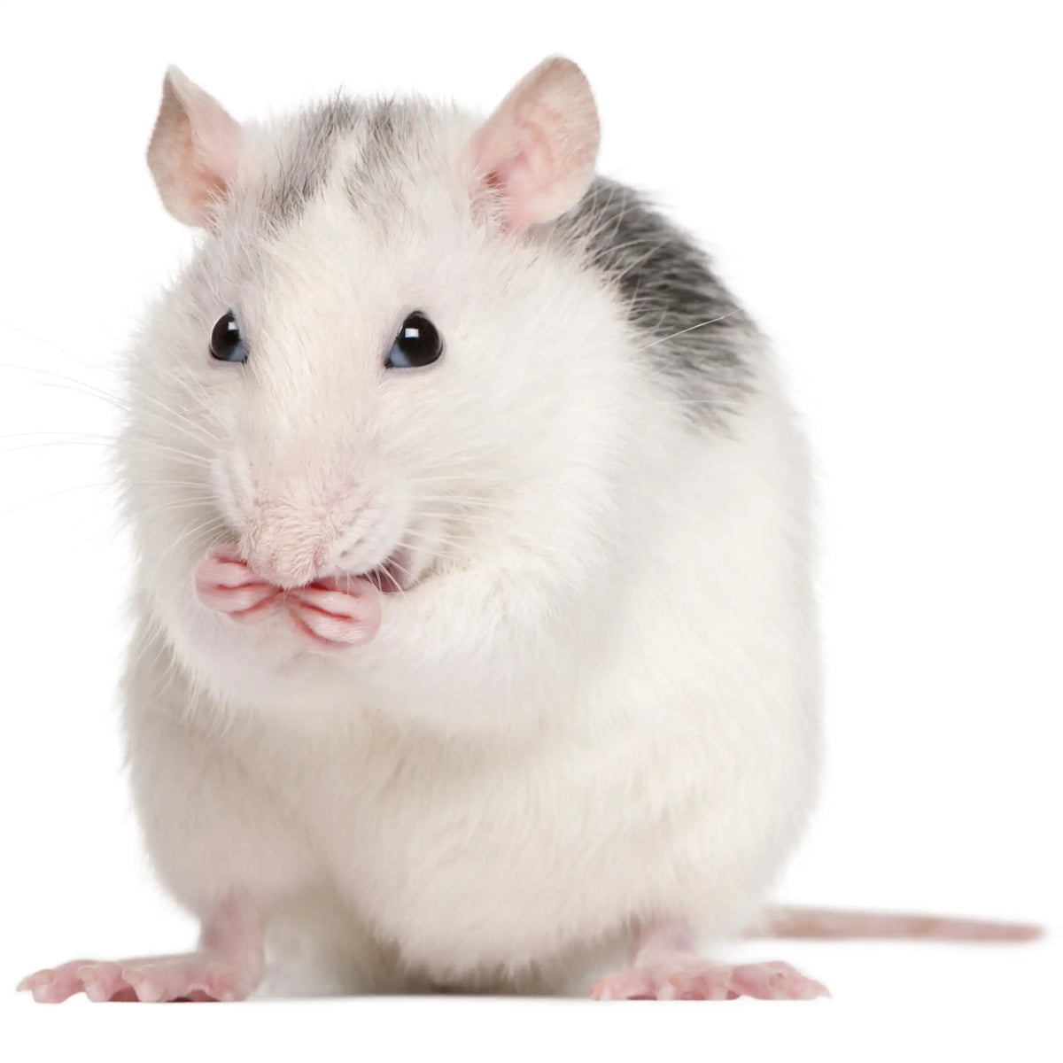 Buy Rats Frozen Rats for Sale: Premium Nutrition for Your Reptiles