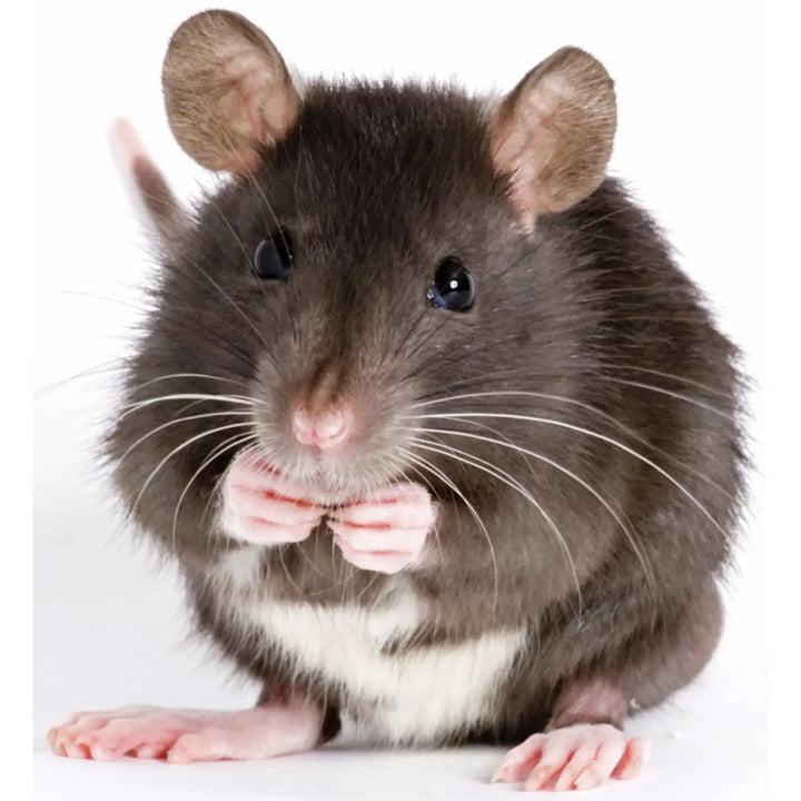 Buy PLT Frozen Rats Small 100g+ online