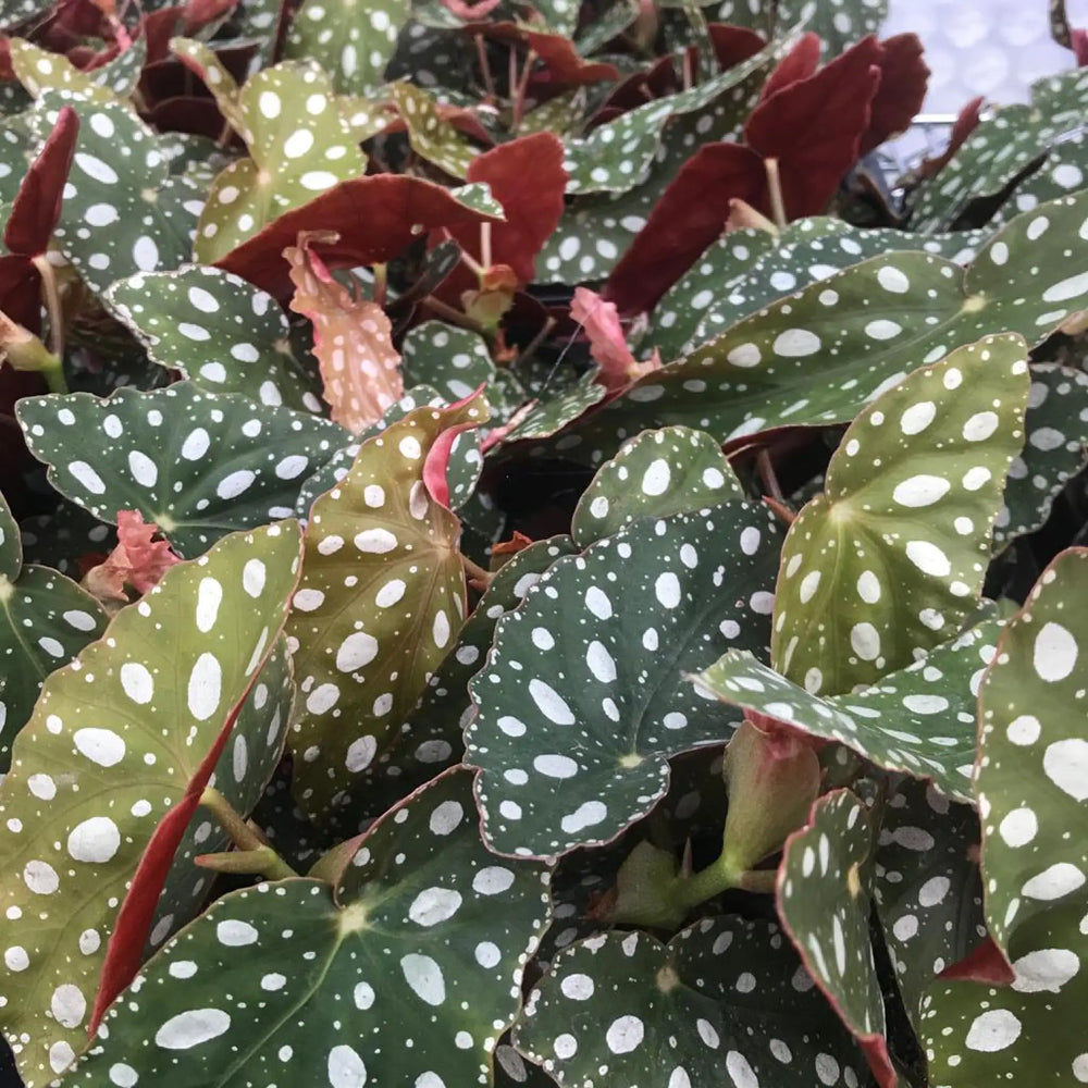 Buy Polka Dot Begonia (Begonia maculata) (PPL277L) Online at £18.99 from Reptile Centre