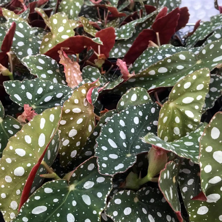 Buy Polka Dot Begonia (Begonia maculata) (PPL277) Online at £6.64 from Reptile Centre
