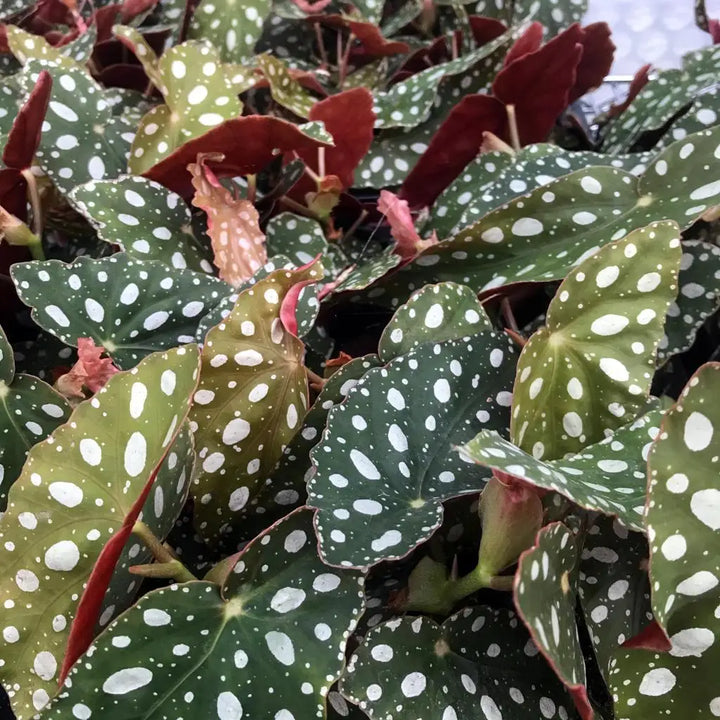 Buy Polka Dot Begonia (Begonia maculata) online