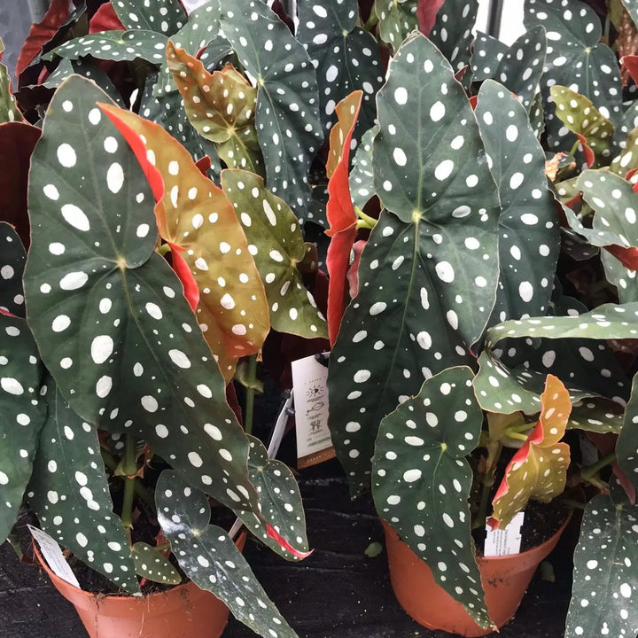 Buy Polka Dot Begonia (Begonia maculata) online