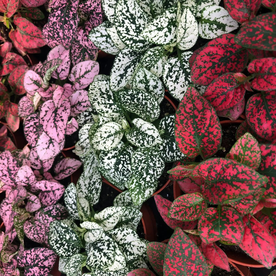 Buy Polka Dot Plant (Hypoestes sp.) (PPL231) Online at £2.84 from Reptile Centre