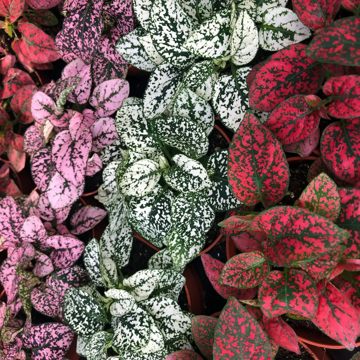 Live Plants
