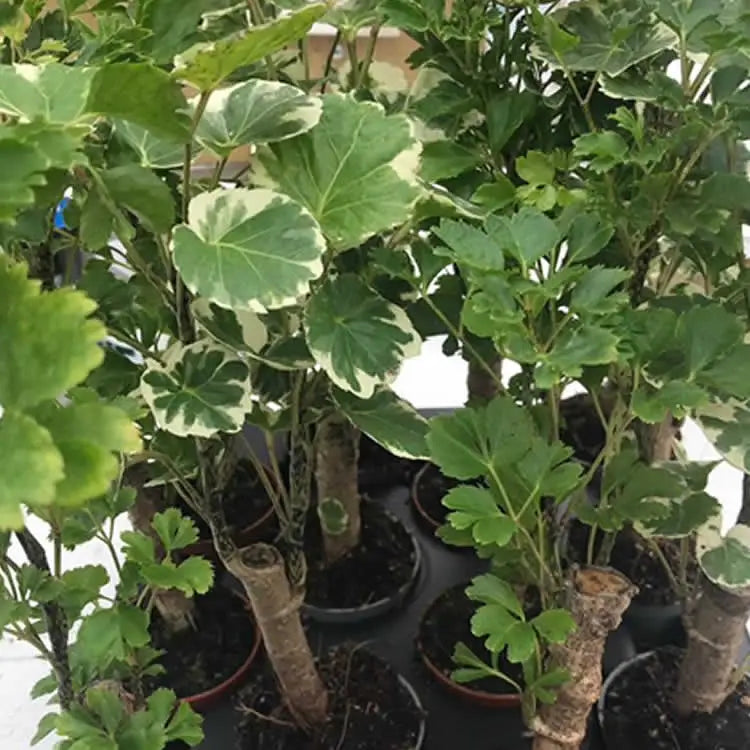 Buy Polyscias (Polyscias sp.) online