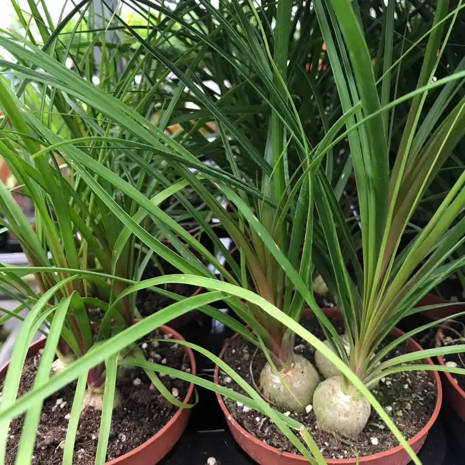 Buy Ponytail palm (Nolina recurvata) online