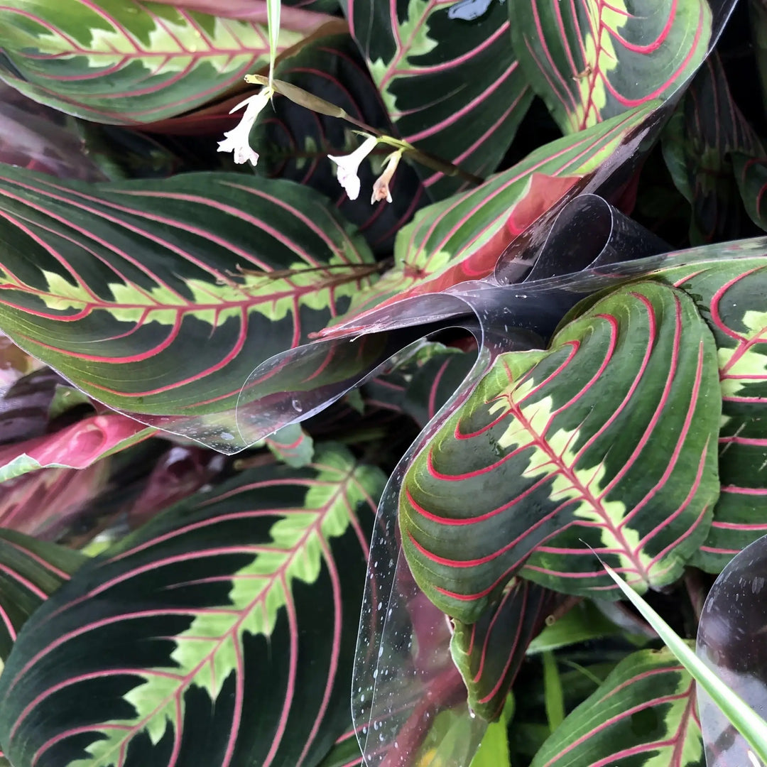 Buy Prayer Plant (Maranta leuconeura) (PPL233) Online at £9.49 from Reptile Centre